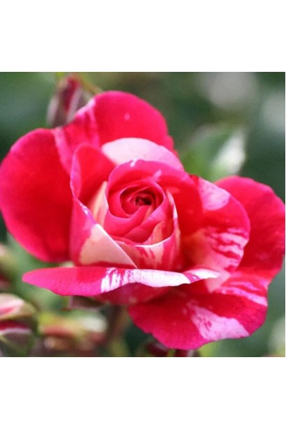 Роза плетистая Твист